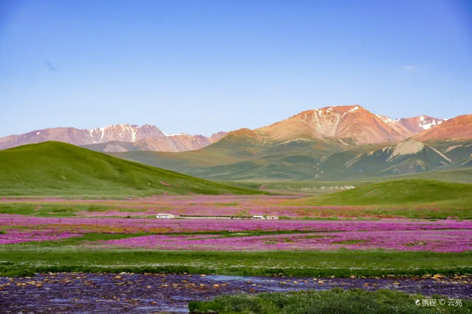 Duku Highway Purple Flower Field Green, Xinjiang