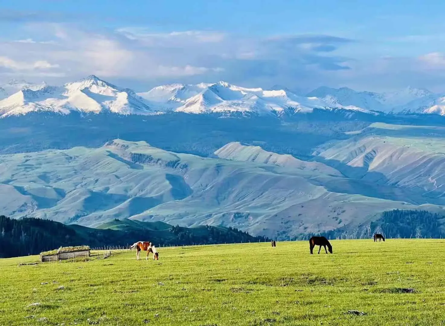 Kalajun Grassland Horses Grazing Snow Mountains in Summer, Xinjiang