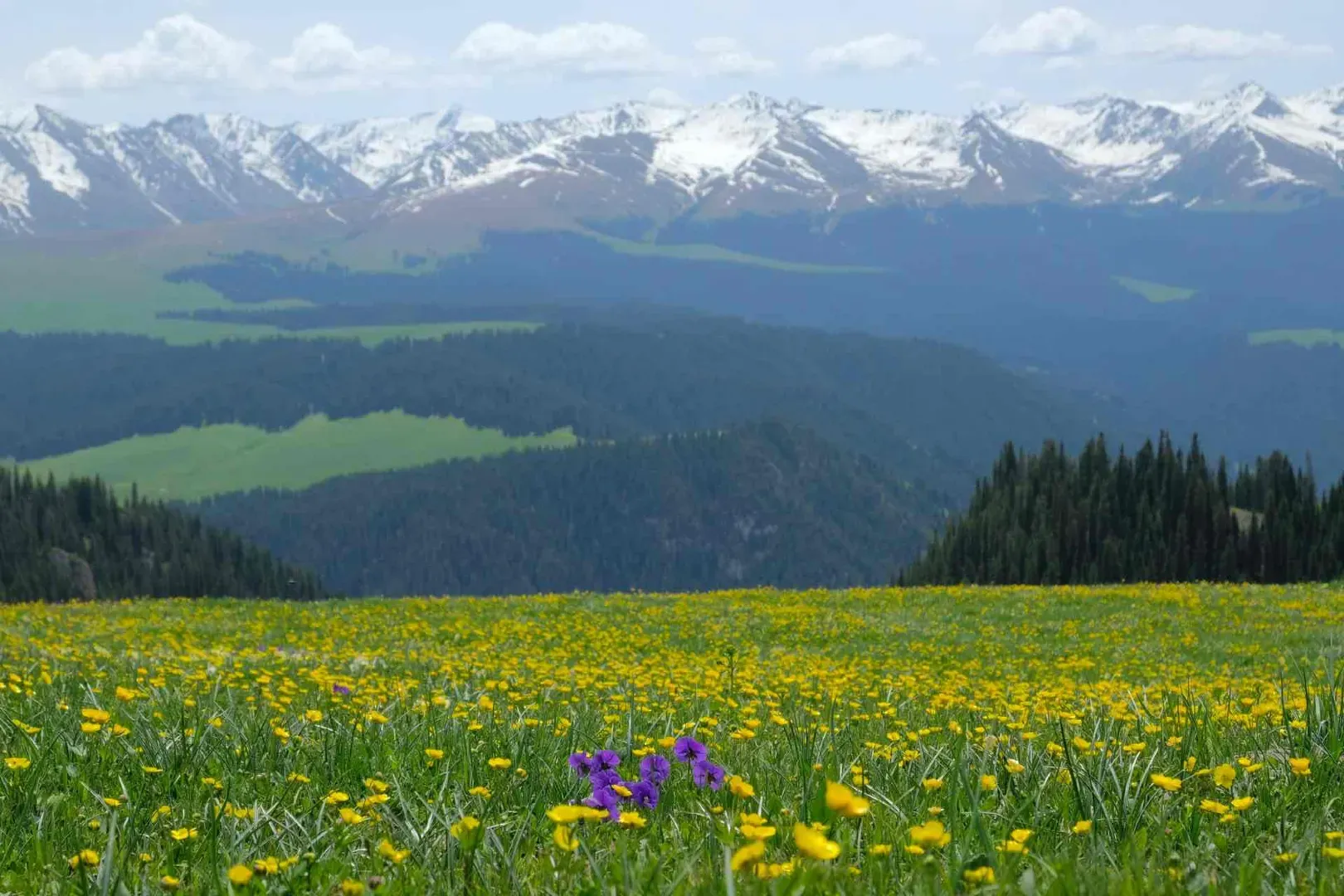 Kalajun Grassland Wildflower Sea Yellow Purple, Xinjiang