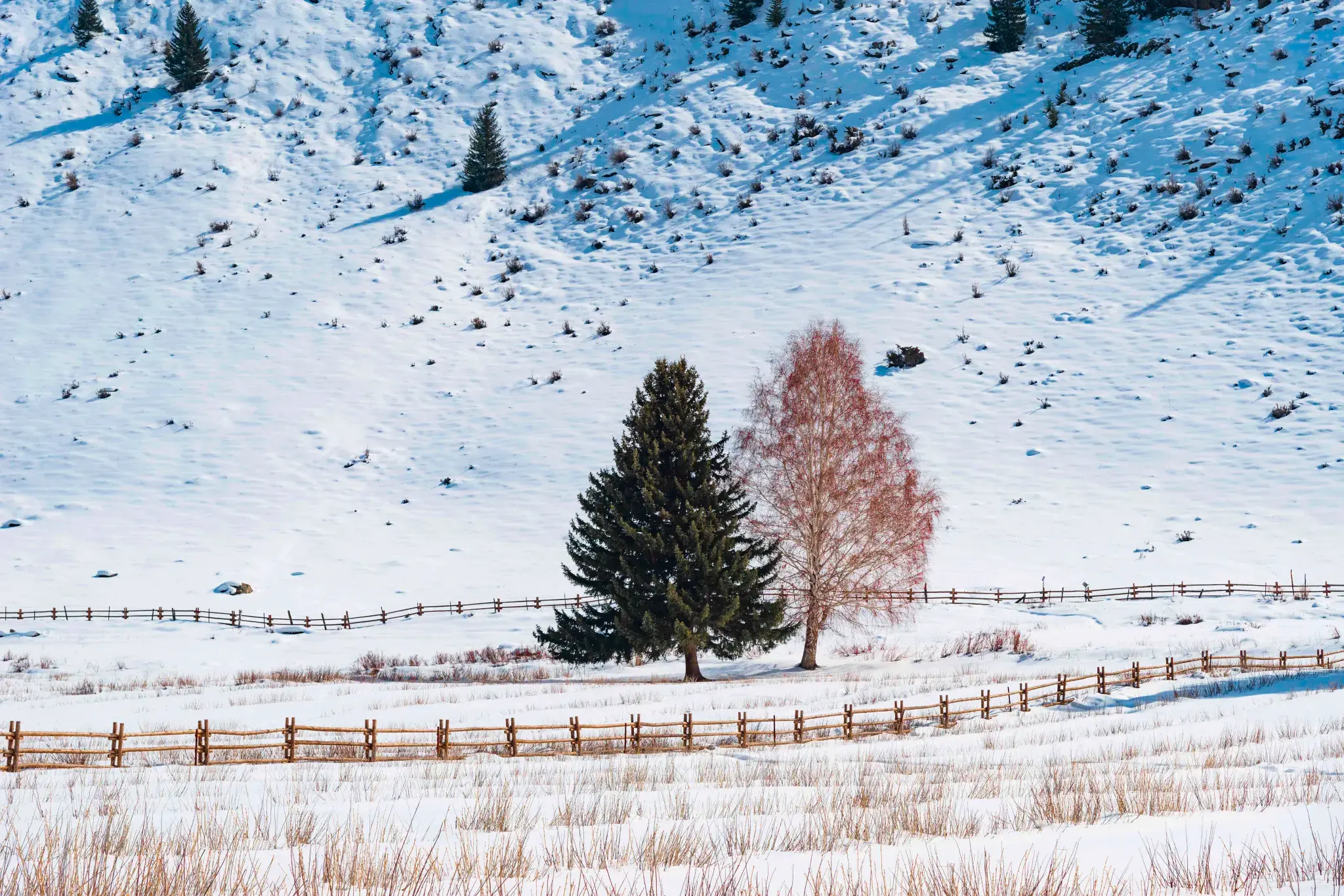 Koktokay Keketuohai Two Trees Snowy in Winter, Xinjiang