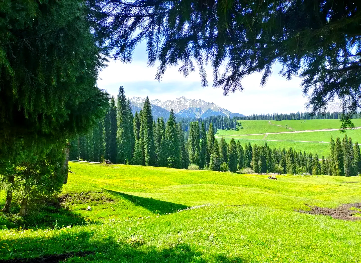 Kuerdening Spruce Forest Lush Meadow, Xinjiang