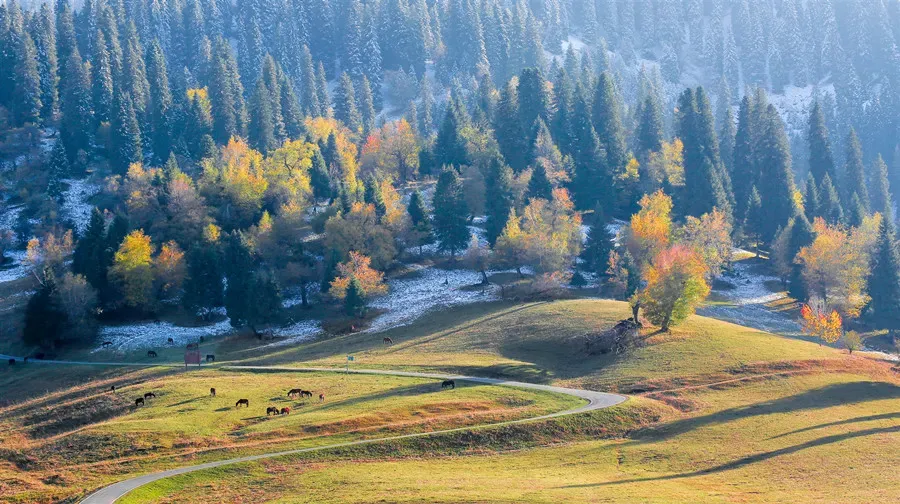 Nalati Grassland golden forest and hillside pasture in autumn, Xinjiang