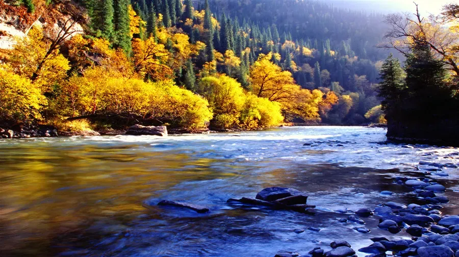 Nalati Grassland autumn river flowing through golden forest, Xinjiang