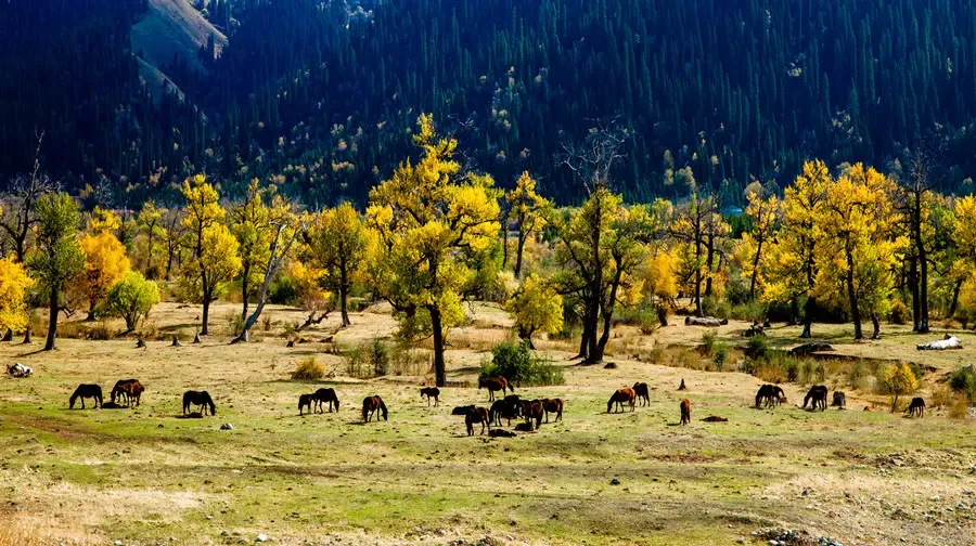 Nalati Grassland cattle grazing among golden trees in autumn, Xinjiang