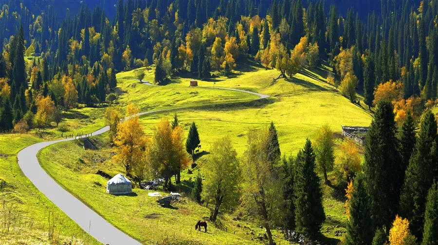 Nalati Grassland curved road through sunny forest pasture, Xinjiang
