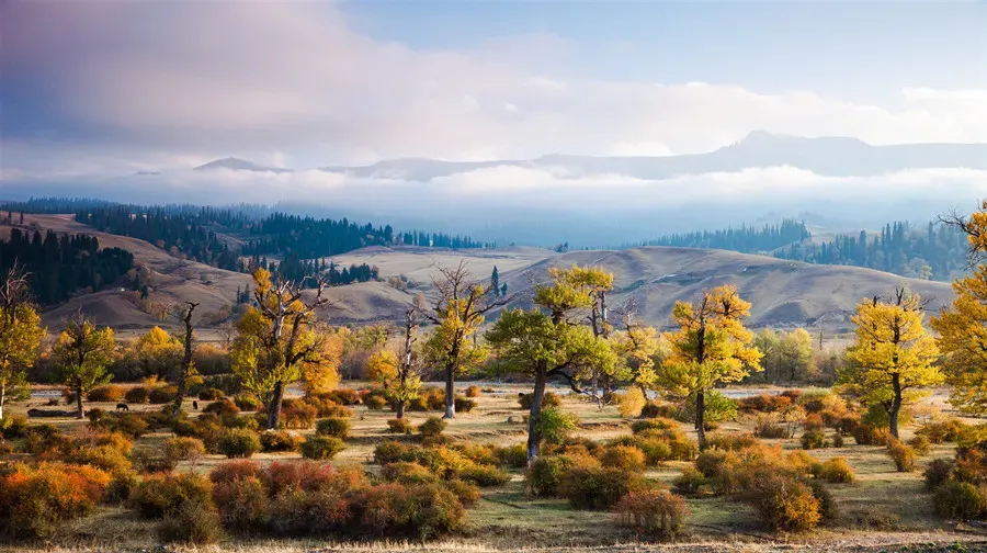 Nalati Grassland golden autumn woodland under soft mountain light, Xinjiang