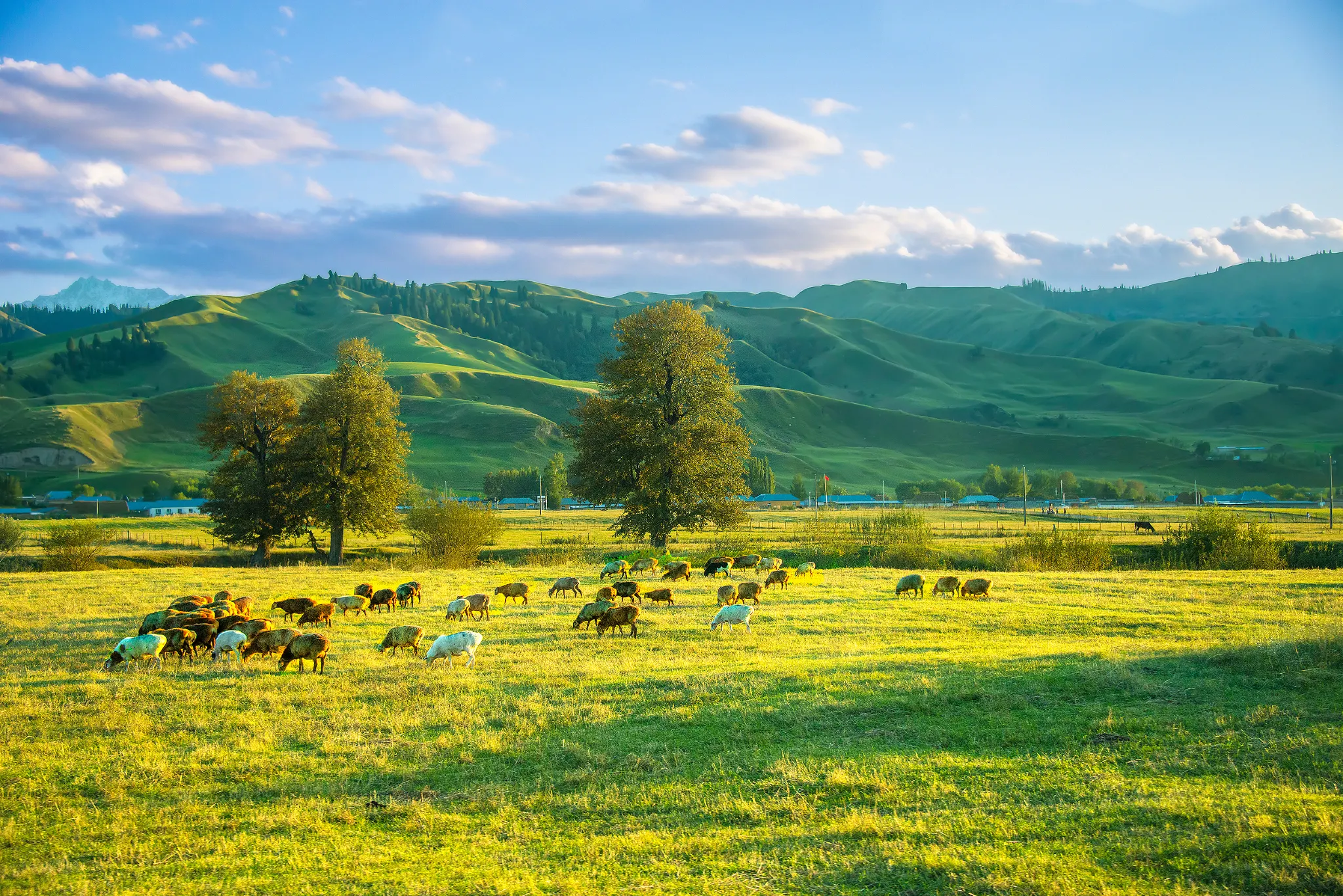 Nalati Grassland Grazing Sheep Flock Golden, Xinjiang