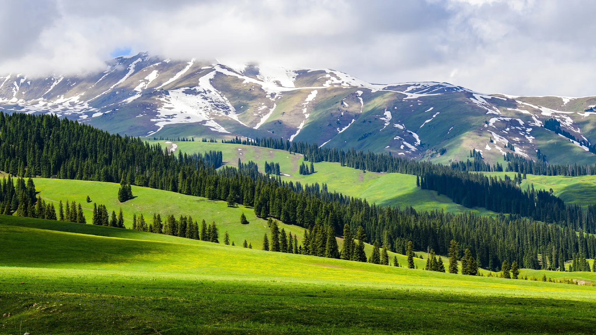 Nalati Grassland Green Meadow Snow Mountains in Summer, Xinjiang
