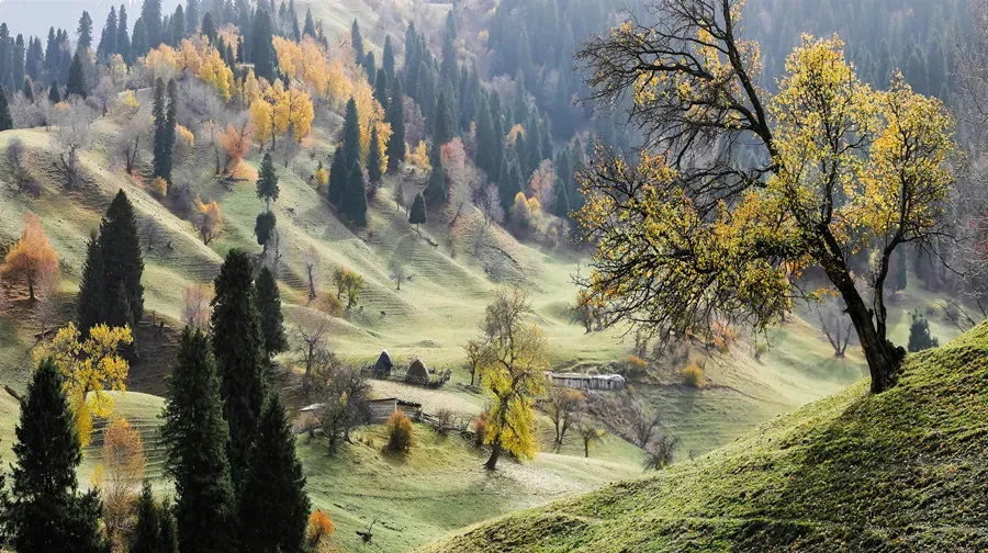 Nalati Grassland misty forest slopes and golden trees in autumn, Xinjiang