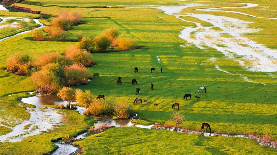Nalati Grassland braided river crossing green summer meadows, Xinjiang