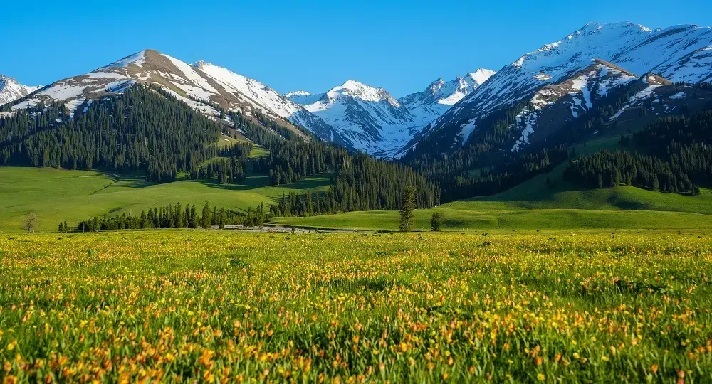 Nalati Grassland meadow with snow-capped peaks in summer, Xinjiang