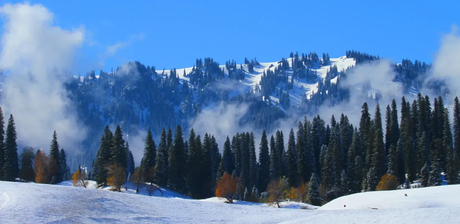 Nalati Grassland snowy spruce forest below dark peaks in winter, Xinjiang