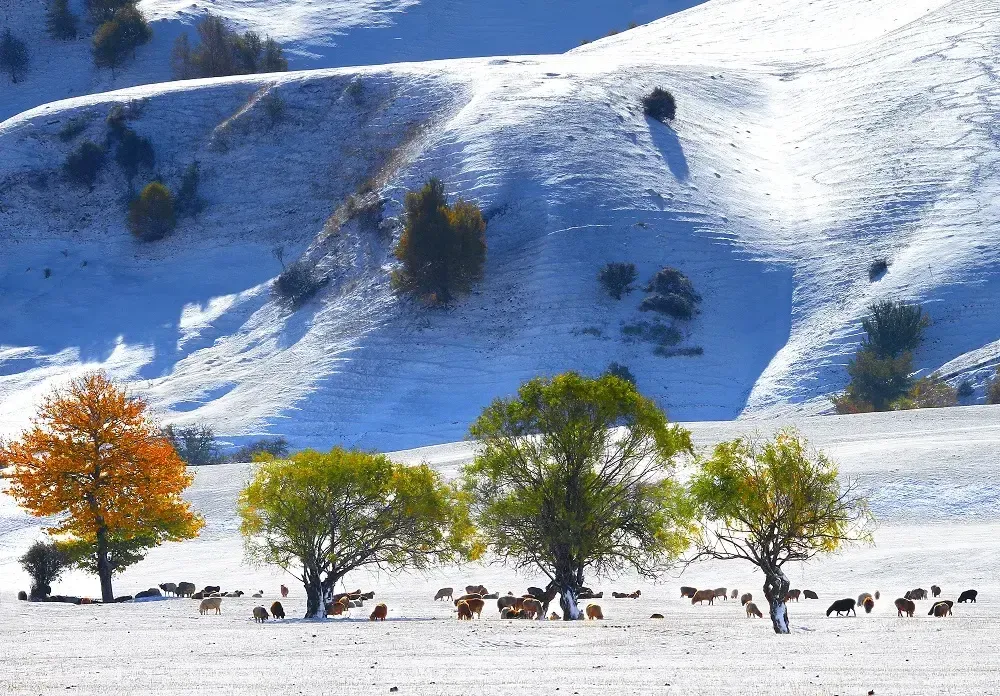 Nalati Grassland snowy trees and rolling hills in winter, Xinjiang