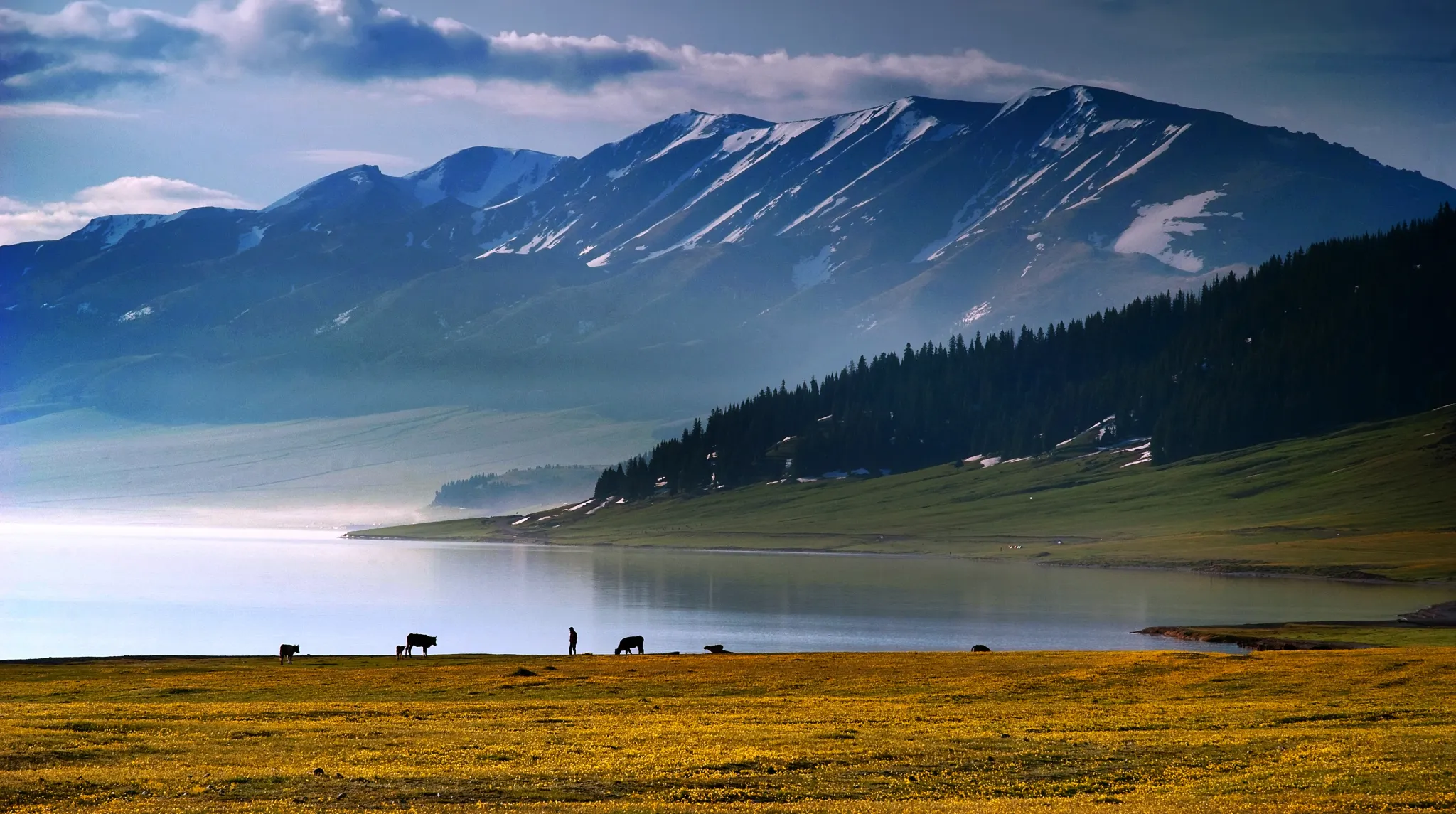 Sayram Lake Layered Foreground Wildflowers Snow, Xinjiang