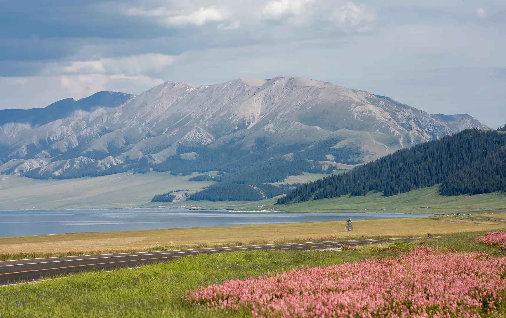 Sayram Lake Pink Wildflowers Road in Summer, Xinjiang