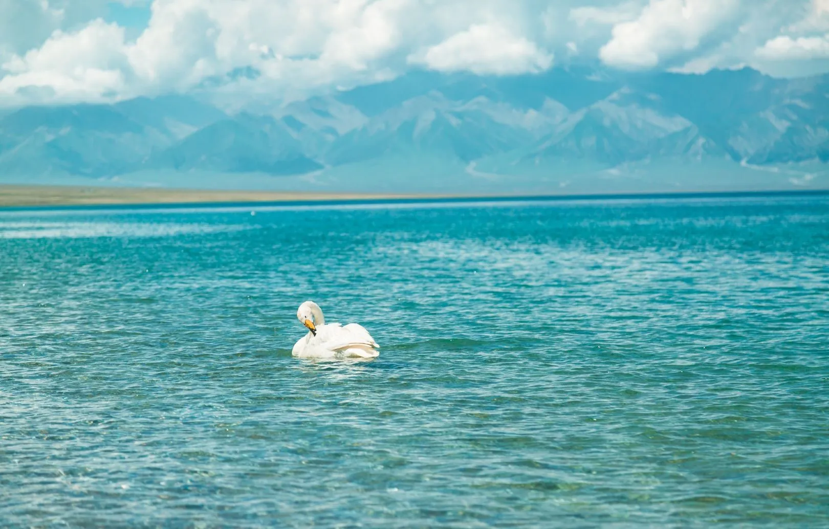 Sayram Lake White Swan Blue Water in Summer, Xinjiang
