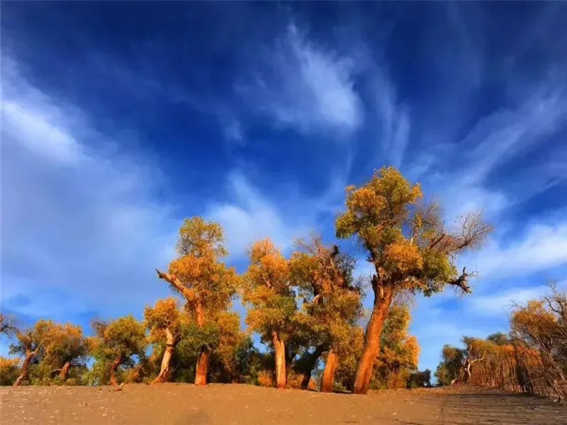 Tarim Populus Euphratica Forest aerial river view with birds in autumn