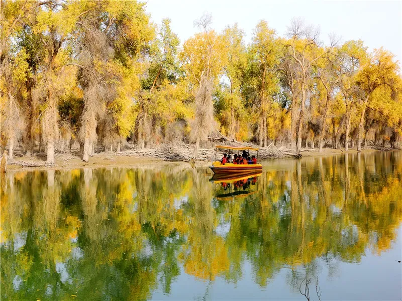 Tarim Populus Euphratica Forest ancient poplar trees in the desert