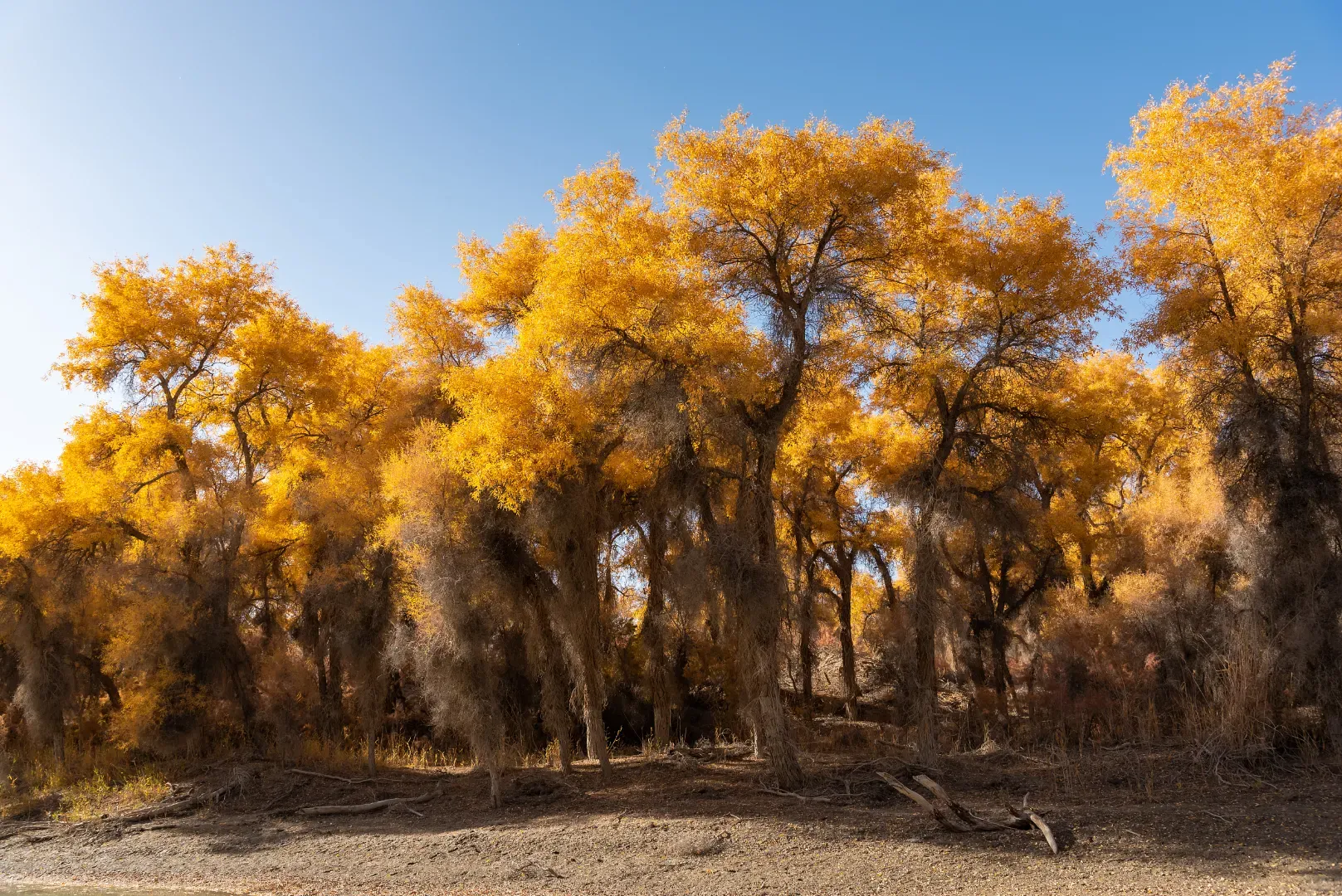 Tarim Populus Euphratica Forest bright water reflection of autumn forest