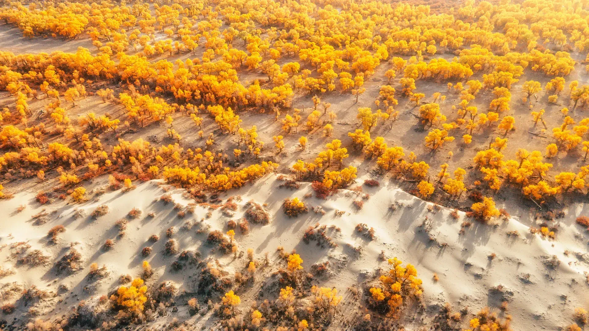 Tarim Populus Euphratica Forest dense golden poplar woodland