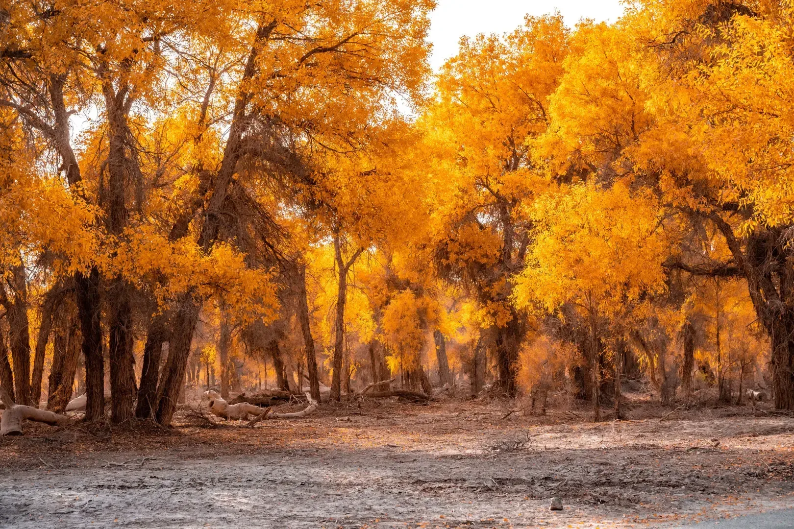 Tarim Populus Euphratica Forest golden autumn forest walkway