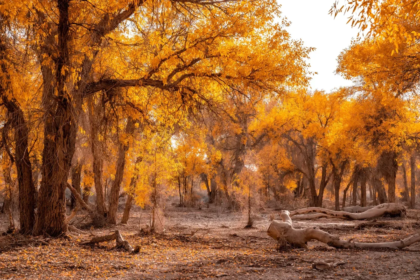 Tarim Populus Euphratica Forest lake reflection with golden poplar trees