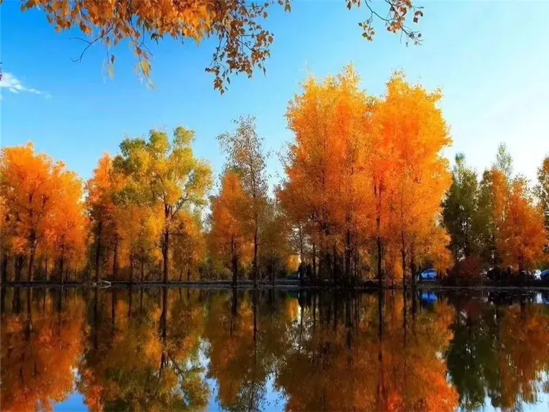 Tarim Populus Euphratica Forest overlook boardwalk above autumn forest