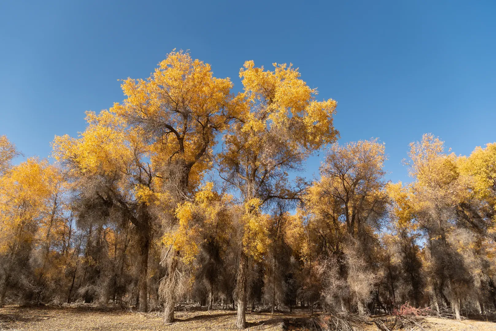 Tarim Populus Euphratica Forest railway perspective through autumn forest