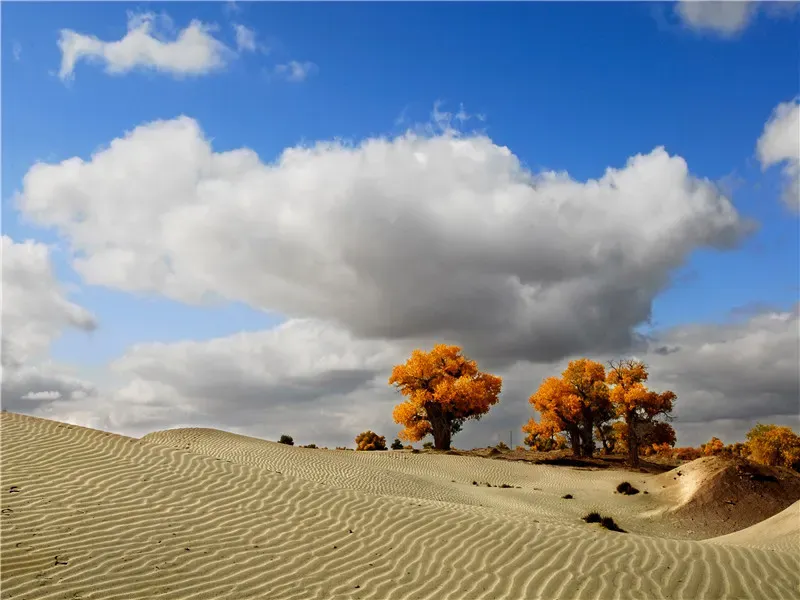 Tarim Populus Euphratica Forest scenic road through golden forest