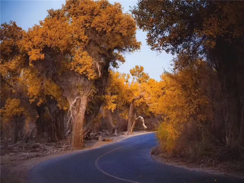 Tarim Populus Euphratica Forest three golden poplar trees under blue sky