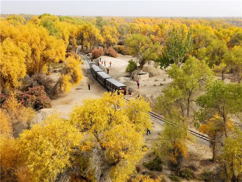 Tarim Populus Euphratica Forest tourist train through autumn forest