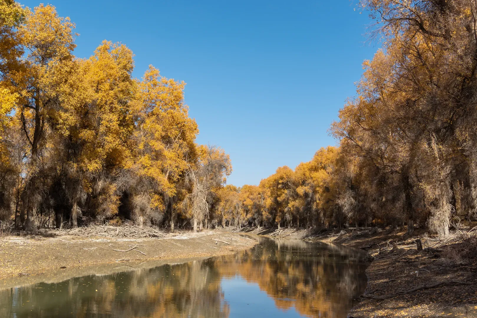 Tarim Populus Euphratica Forest small train traveling through poplar forest railway